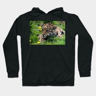 Cub Hoodie